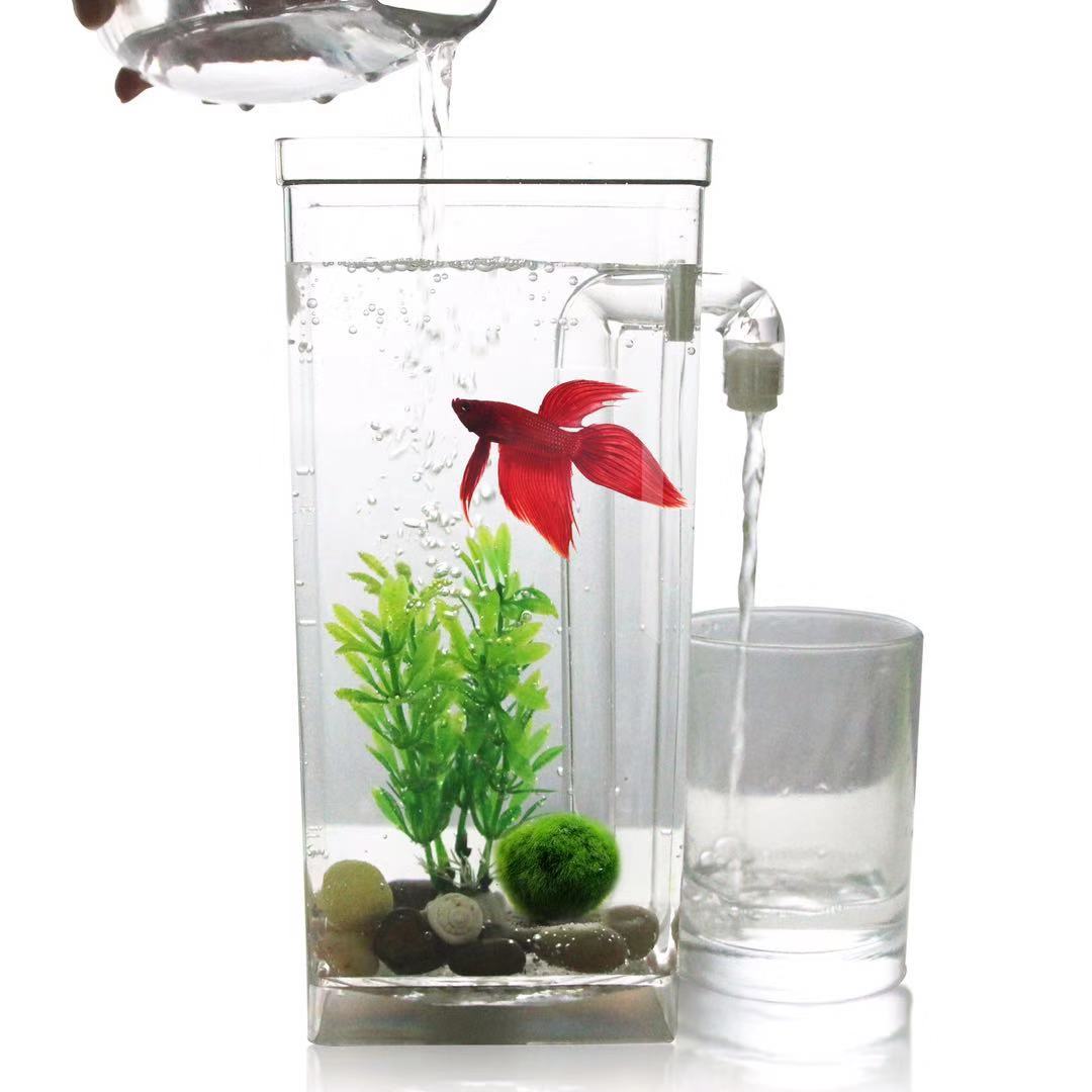 Aquarium Fish Betta - Faul Frei Wasser Ändern Desktop Aquarium