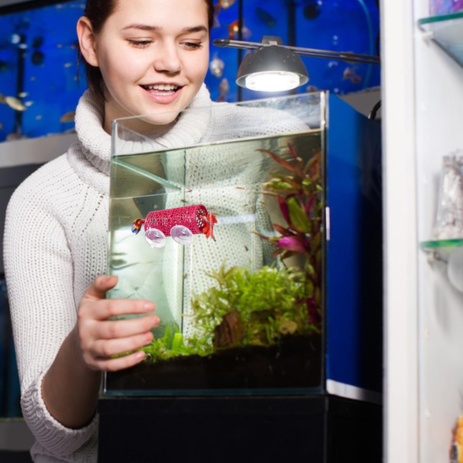 Betta-Habitat, Ruheplatz, Orna – Aquarium Fish Betta Bewertung und Preis