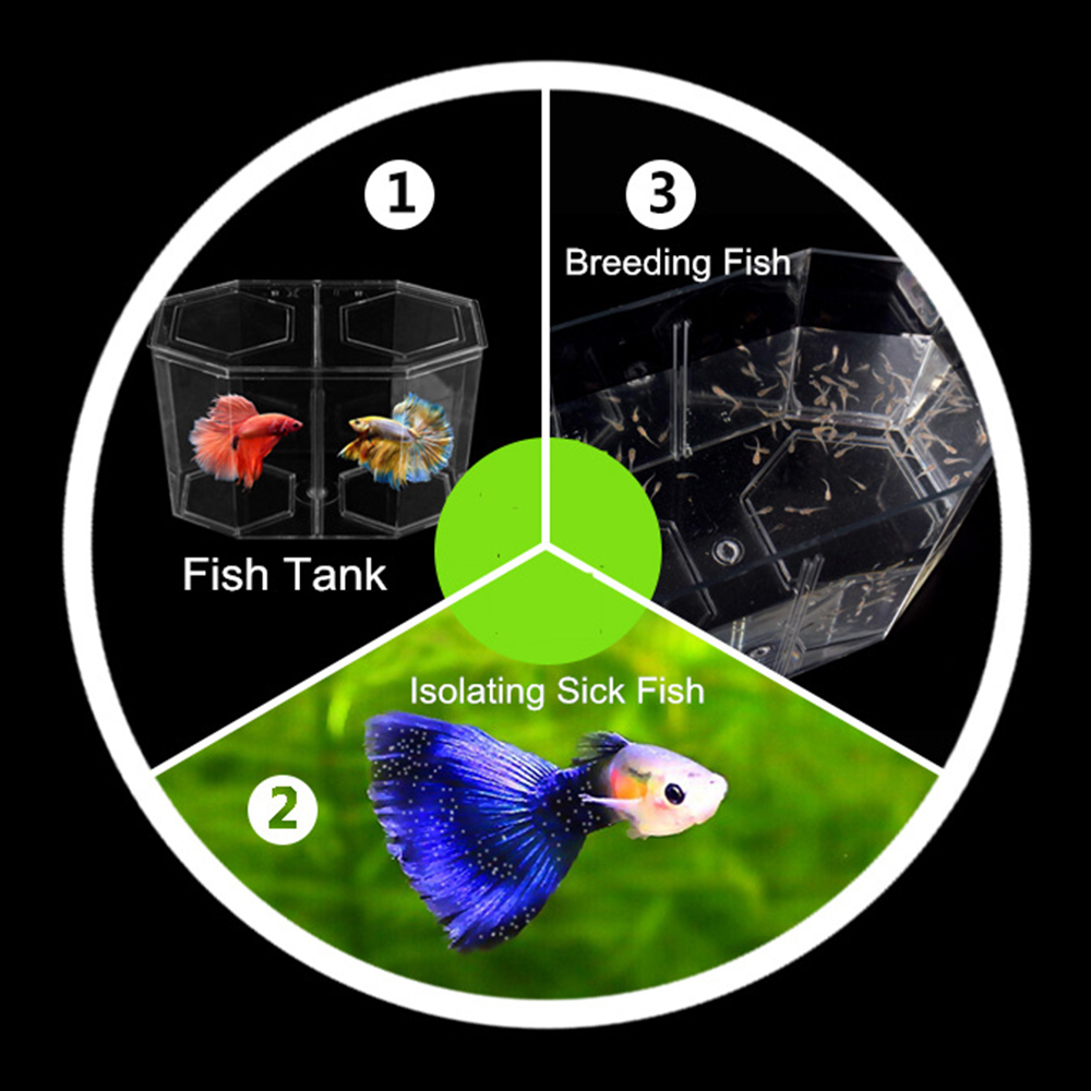 Acryl Zwei Splits Guppy Aquari – Betta Fish Tank Bewertung und Preis